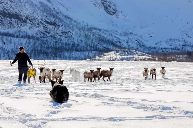 Svolvær: Sami Culture and Reindeer Experience - Flexibility and Booking Options
