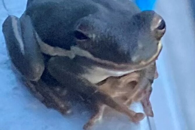 Swamp - Eco - Cruise and Walking Tour - Family-Friendly Eco-Adventure