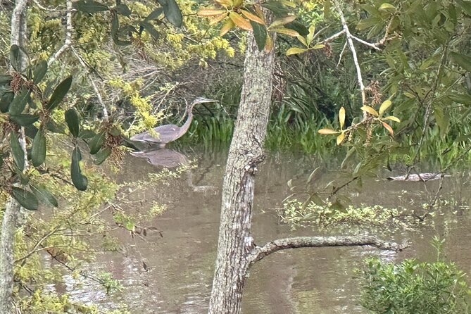 Swamp - Eco - Cruise and Walking Tour - Practical Details and Packing Tips