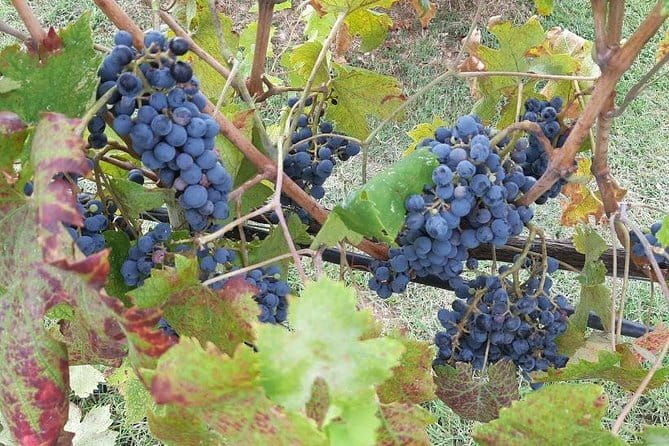 "Sweet Hills of Chianti & San Gimignano" with Lunch & 2 Tastings - Key Points