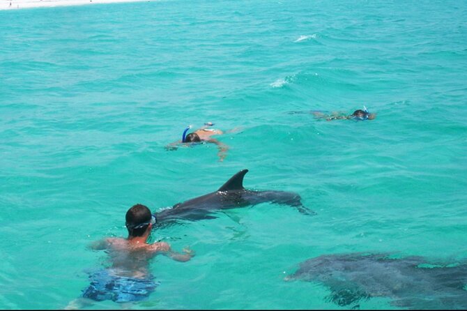 Swim with Dolphins And Snorkeling Group Tour - Key Points