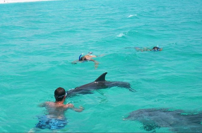 Swim with Dolphins And Snorkeling Group Tour - The Itinerary: Dolphin Sightings and Shell Island Snorkeling
