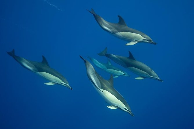 Swim with Dolphins in the Azores - Key Points