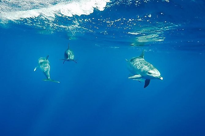 Swim with Dolphins in the Azores - Meeting Point at Ponte Delgado: Starting Your Marine Adventure