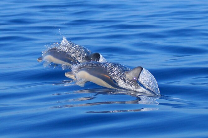 Swim with Dolphins in the Azores - The Experience of Swimming in the Open Ocean