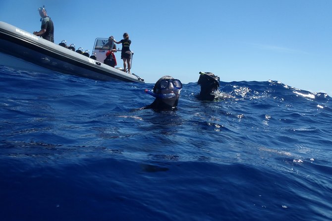 Swim with Dolphins in the Azores - Cancellation Policy and Weather Considerations