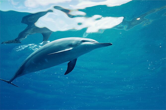 Swim with Dolphins on the West Coast of Oahu - Starting Point at Waianae Small Boat Harbor