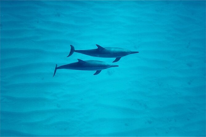 Swim with Dolphins on the West Coast of Oahu - The Significance of Wildlife Distance Rules