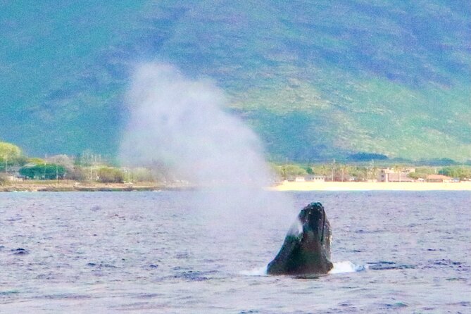 Swim with Dolphins on the West Coast of Oahu - Scenic Coastal Views from the Water