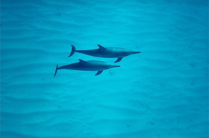 Swim with Dolphins on the West Coast of Oahu - Lunch on the Boat: Hawaiian Flavors at Sea