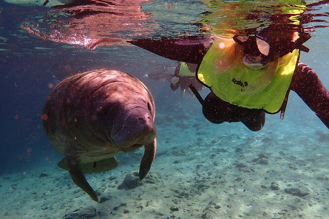 Swim with Manatees: Eco-Educational Tour in Crystal River - The Experience of Swimming with Manatees