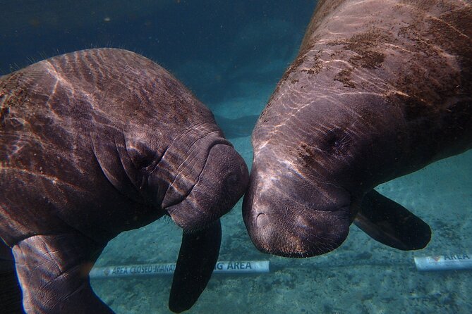 Swim with Manatees: Eco-Educational Tour in Crystal River - What Makes the Guides Stand Out?