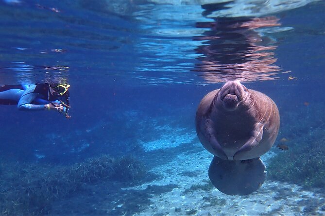 Swim With Manatees In Crystal River, Florida - Swimming with Manatees: What to Expect in the Water