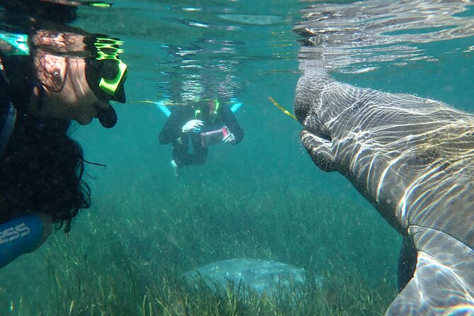 Swim With Manatees In Crystal River, Florida - Physical Requirements and Accessibility