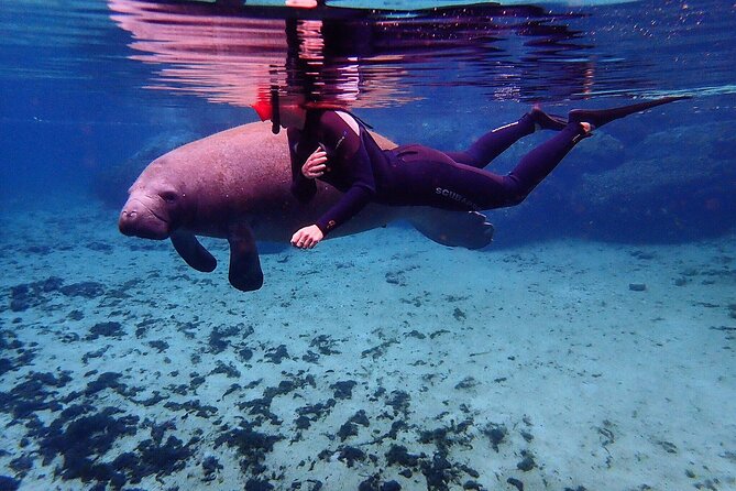 Swim With Manatees In Crystal River, Florida - Comparing This Tour to Other Crystal River Experiences