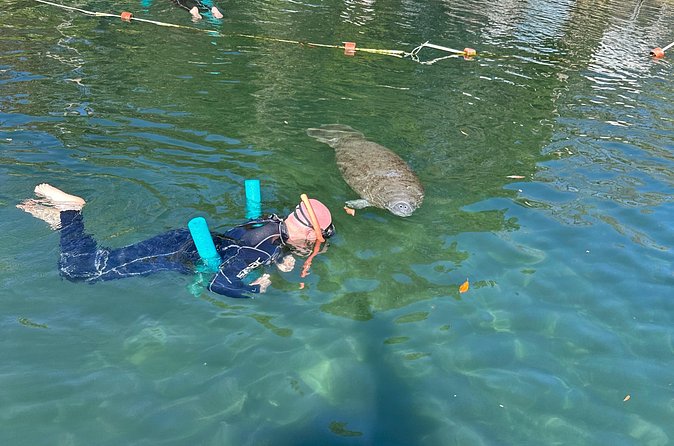 Swim with Manatees Private Tour - Key Points