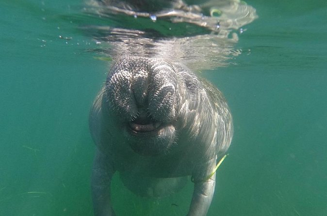 Swim With Manatees-Private Tour with In Water Guide/Photographer - Snorkeling with Gentle Manatees in Crystal River