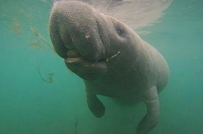 Swim With Manatees-Private Tour with In Water Guide/Photographer - Photos and Memories Captured by a Professional Guide