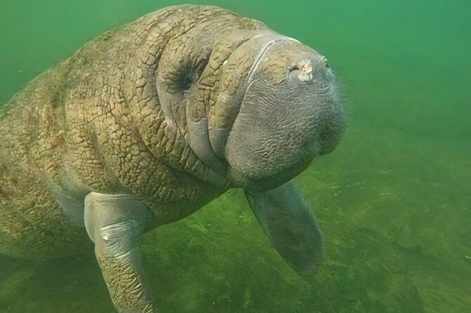 Swim With Manatees-Private Tour with In Water Guide/Photographer - The Experience of a Small, Private Tour