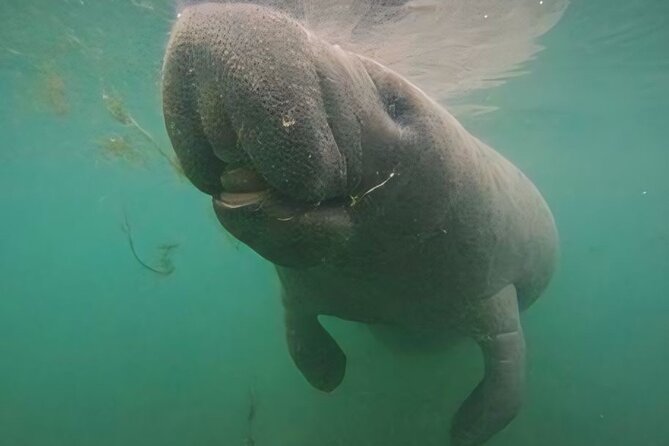 Swim With Manatees-Private Tour with In Water Guide/Photographer - The Convenience of a Central Meeting Point