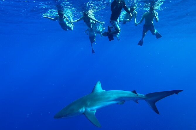 Swim with Sharks Cage-Free from Oahu - From the Haleiwa Waterfront to the Open Ocean