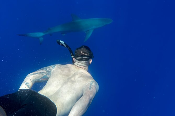 Swim with Sharks Cage-Free from Oahu - The Experience with the Guides
