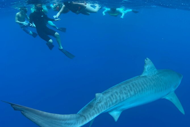 Swim with Sharks Cage-Free from Oahu - Why This Shark Swim Excursion Stands Out