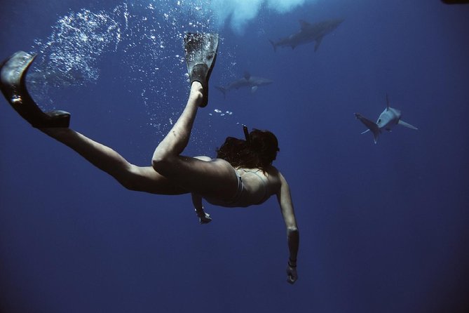 Swim with Sharks Cage-Free from Oahu - Suitable for Families and First-Timers