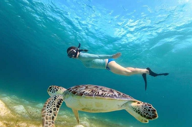 Swim with Turtles in Akumal, Cenote and Visit the Archaeological Zone - Starting Point and Transportation Logistics