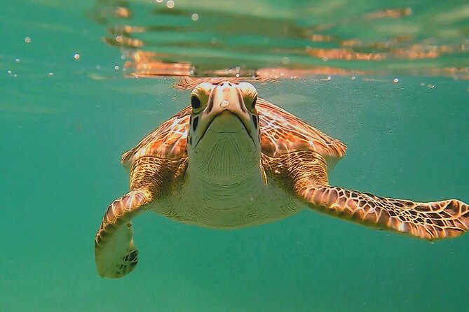 Swim with Turtles in Akumal + GoPro Photo Session - Explore Snorkeling with Sea Turtles in Akumal for $50.30