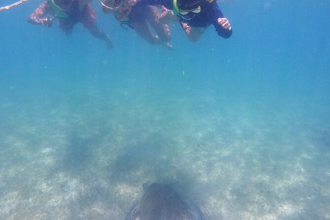 Swim with Turtles in Akumal + GoPro Photo Session - High-Quality GoPro Photos Included