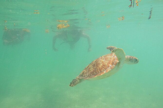 Swim with Turtles in Akumal + GoPro Photo Session - Marine Life Encounters and Marine Biodiversity