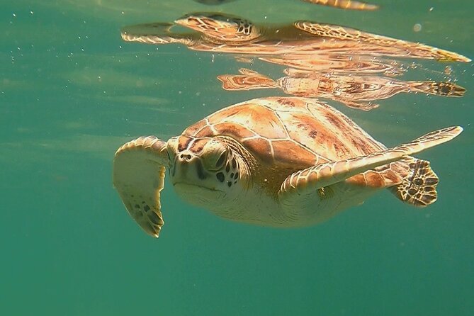 Swim with Turtles in Akumal + GoPro Photo Session - Post-Snorkeling Facilities and Additional Time in Akumal