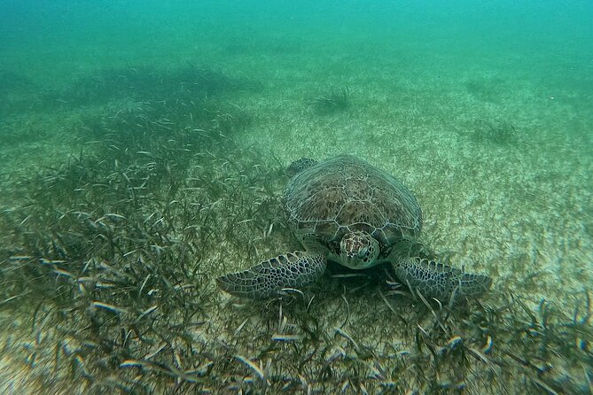 Swim with Turtles in Akumal + GoPro Photo Session - Booking, Cancellation, and Weather Considerations