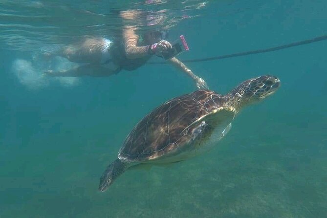 Swim with turtles + snorkelling + archaeological zone of Tulúm + cenote - Key Points