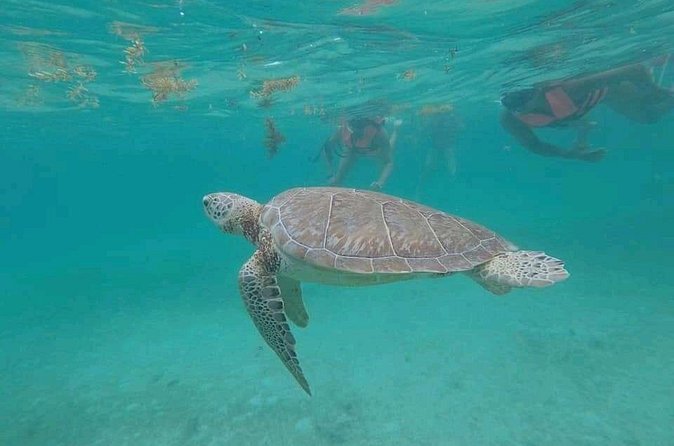 Swim with turtles + snorkelling + archaeological zone of Tulúm + cenote - What’s Included in the Tour Package