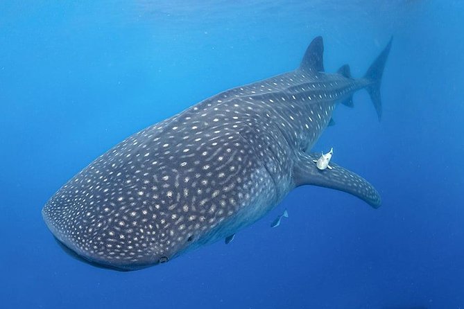 Swim with Whale Shark - Starting Point and Daily Schedule