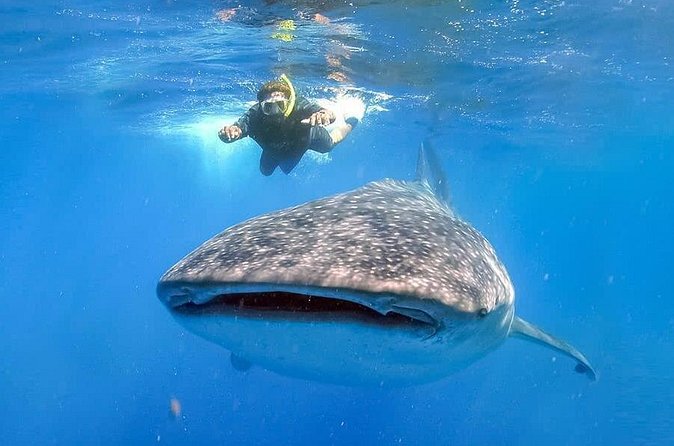 Swim with Whale Shark - What Is Included in the Tour Package
