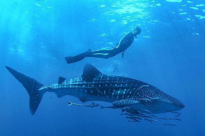 Swim with Whale Shark - Weather Conditions and Cancellation Policy
