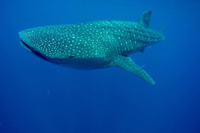Swim with Whale Shark from Isla Mujeres and Cancun - Additional Marine Life Encounters During the Trip