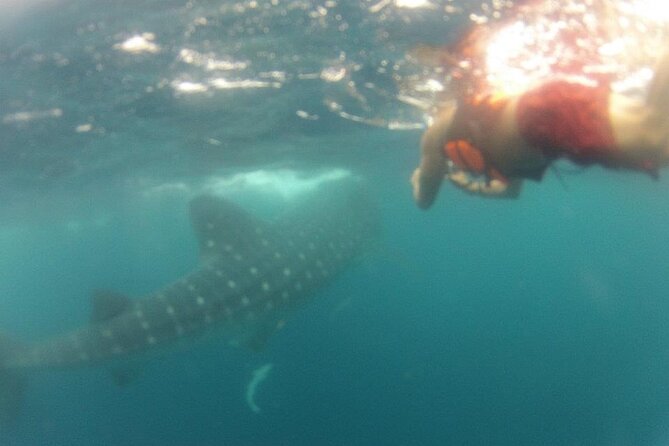 Swim with Whale Shark from Isla Mujeres and Cancun - Refreshments and Food on the Tour