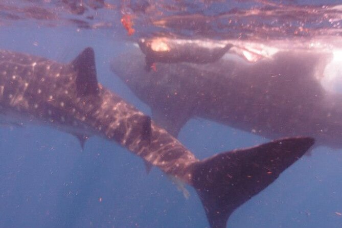 Swim with Whale Shark from Isla Mujeres and Cancun - Practicalities: Group Size, Pricing, and Additional Fees