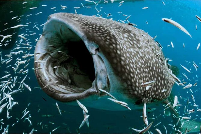 Swim with Whale Shark from Isla Mujeres and Cancun - The Experience of the Guides and Overall Organization