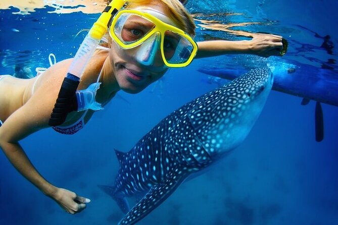 Swim with Whale Shark from La Paz - Dive into the Unique Opportunity to Swim with Whale Sharks in La Paz