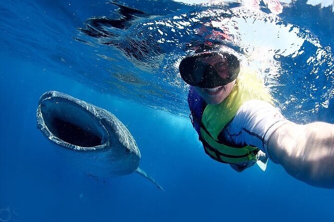 Swim with Whale Shark from La Paz - Practical Details of the Tour Experience