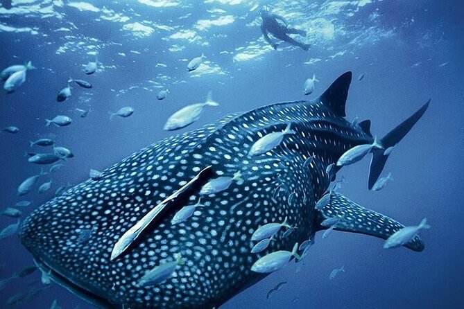 Swim with Whale Shark from La Paz - The Importance of Timing and Seasonality