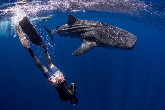 Swim with Whale Shark from La Paz - What Makes This Tour Special: Contact and Support