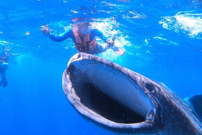 Swim with Whale Shark from La Paz - Physical Requirements and Accessibility