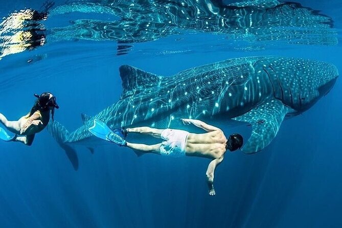 Swim with Whale Shark from La Paz - Comparing This Tour to Similar Experiences