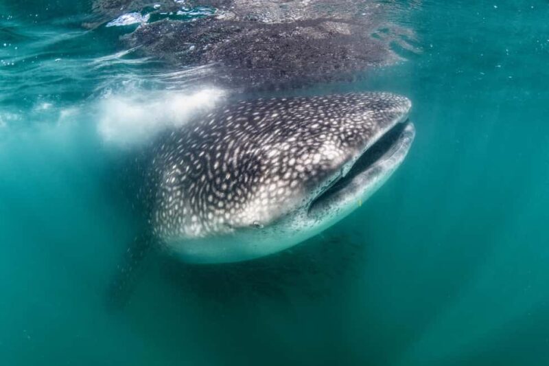 Swim with Whale Sharks in La Paz - Discover the Unique Opportunity to Swim with Whale Sharks in La Paz